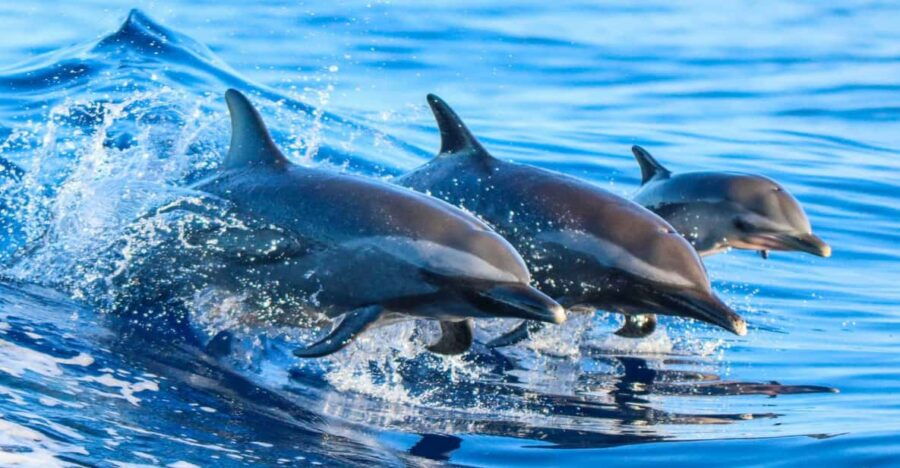 Side: Dolphin Island Boat Trip With Lunch & Unlimited Drinks - Overview and Pricing