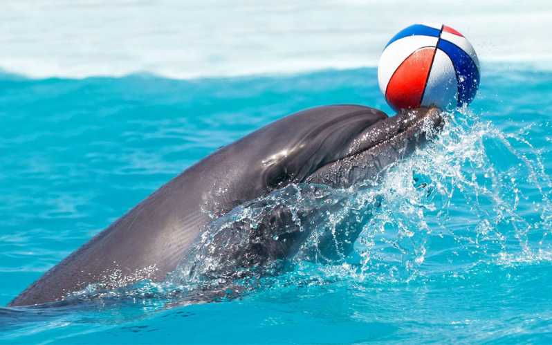 Side/Turks: Alanya Dolphin Show With Hotel Transfer Option