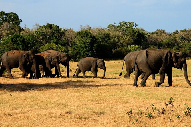 Sigiriya & Minneriya Safari Tour From Kandy