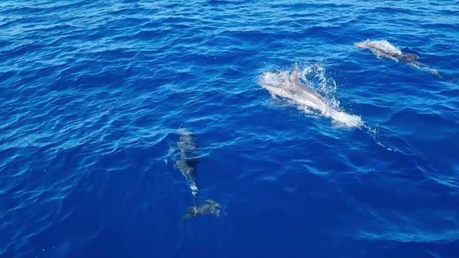 Skiathos Private Tours :Sailing Day With Lunch on Board, - Overview of Skiathos Private Tours