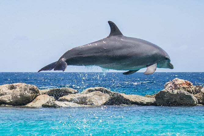 Small Group Dolphin Watching Expedition In Goa- South