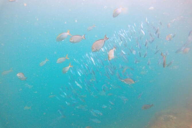 Small Group Snorkeling in Hikkaduwa - Activity Overview