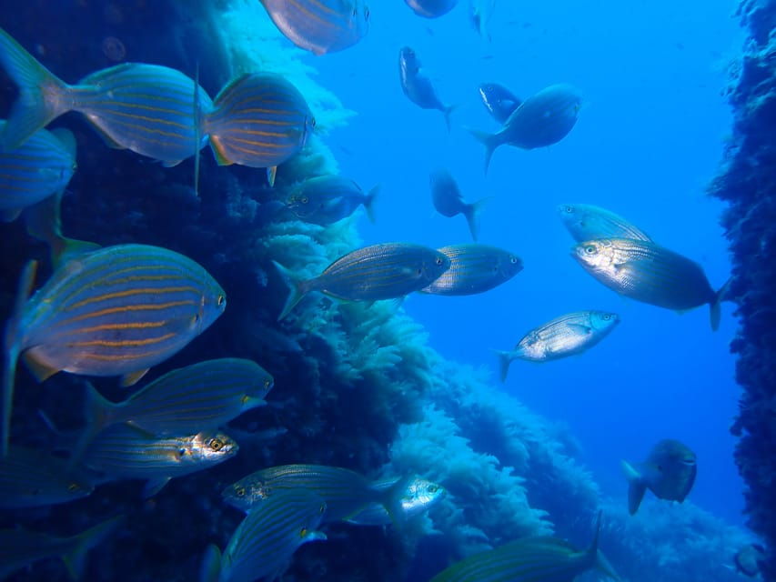 Snorkeling Guided Tours for Tha All Family!