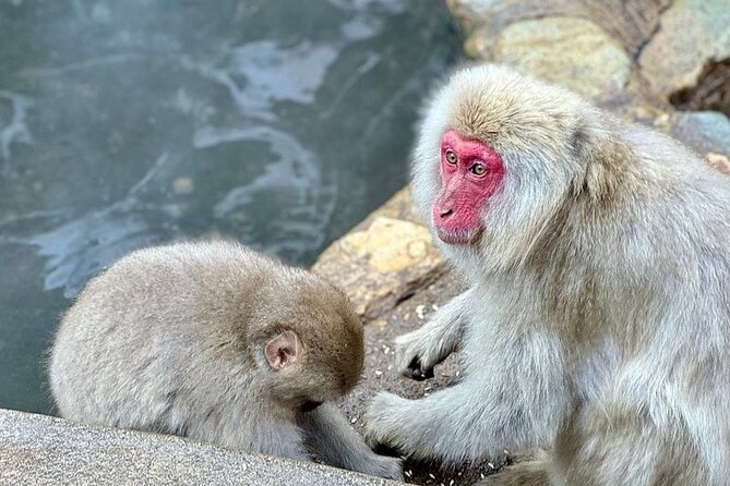 Snow Monkey and Zenkoji Temple Sake in Nagano Full Day Tour - Itinerary Details