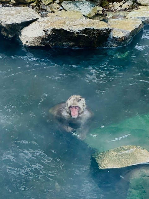 Snow Monkey Park Day Tour Pick-up and Drop-off From Nagano