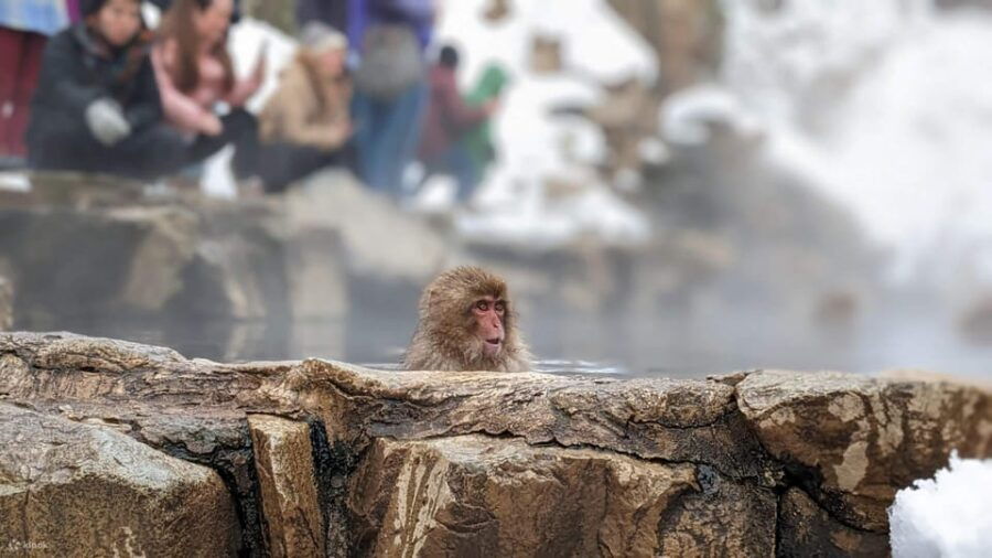 Snow Monkeys, Nagano, Zenkoji Temple & Sake Day Trip