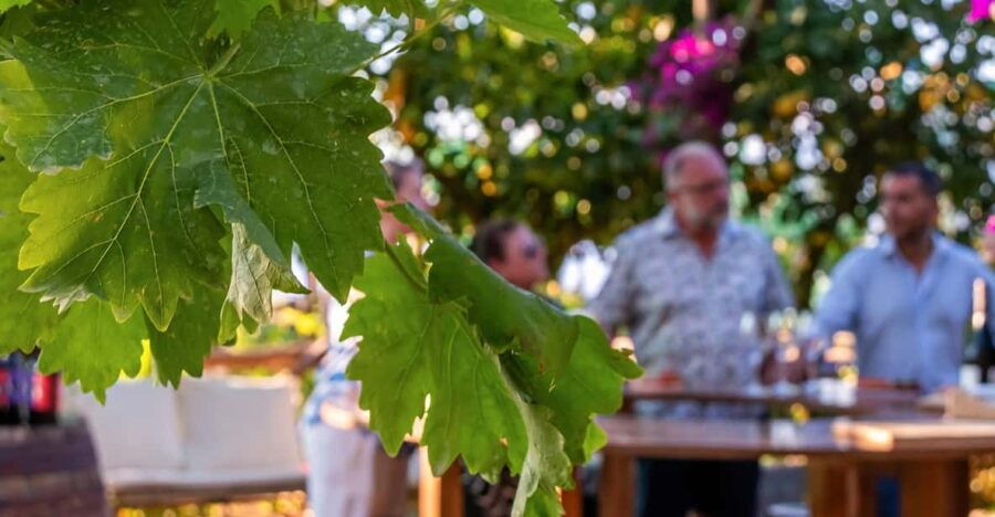 SORRENTO: Wine Tasting Overlooking the Sea in a Lemon Grove