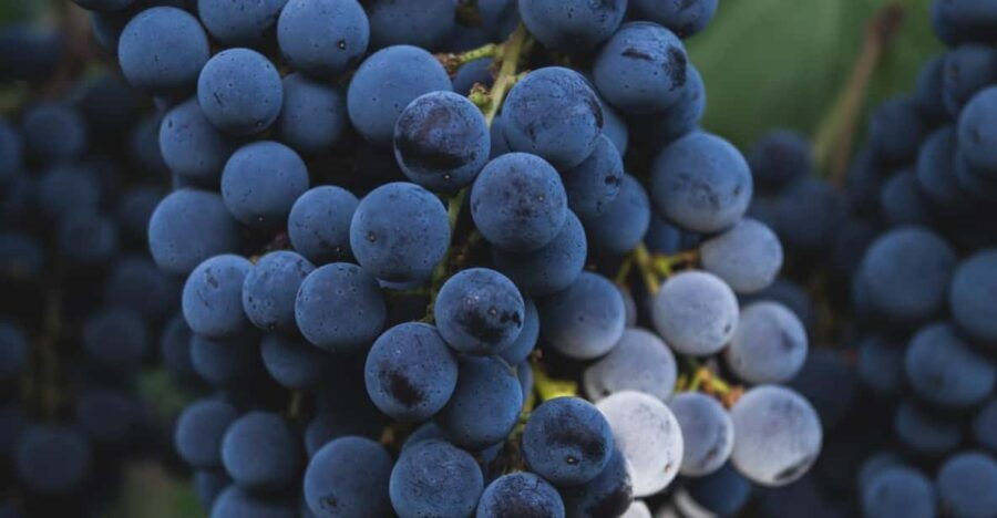 South West Sardinia: Wine Tour With Winery Visit & Tasting