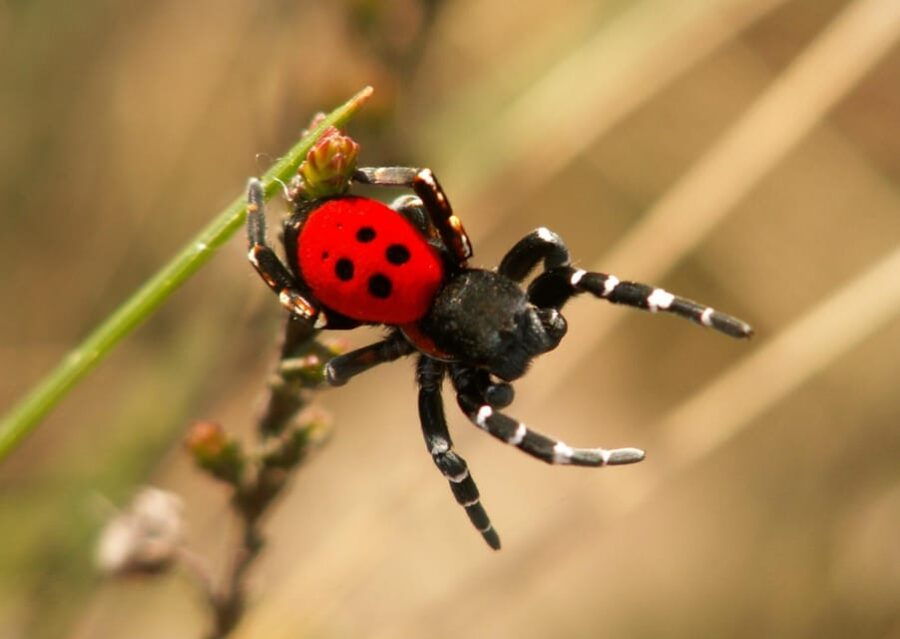 SPIDERS – WATCHING