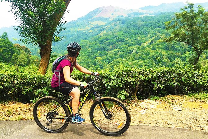 Tea Fields by Bicycle From Kandy