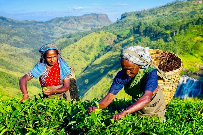 Tea Plucking and Tea Factory Tour From Kandy