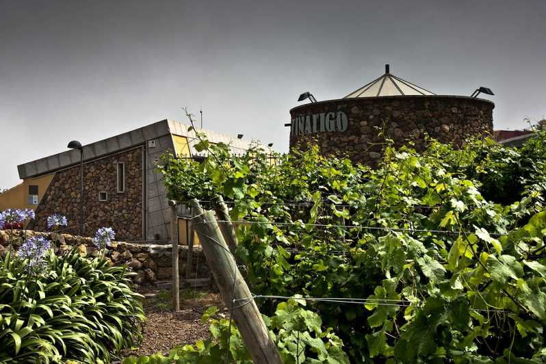 Tenerife: Bodega Viñátigo - Commented Tasting of 3 Wines - Experience Overview