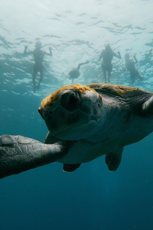 2 Best Canoe And Kayak Experiences In Palm Mar