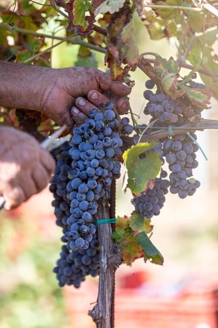 3 Best Wine Tours In Caltagirone