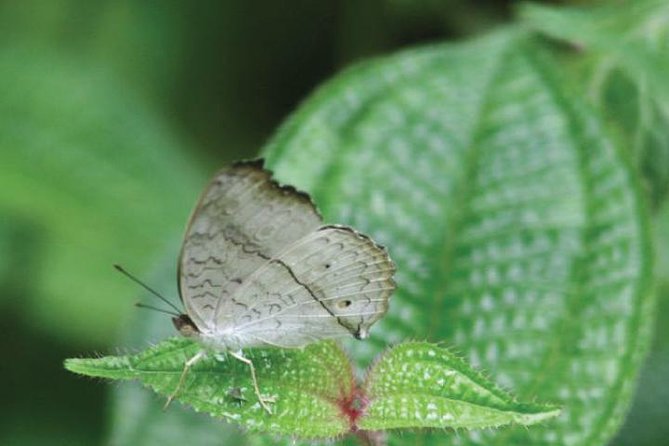 The Birdwatchers Quest Through Hanthana Mountain Range – Kandy