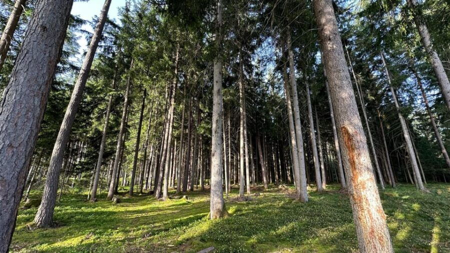 The Forest as an Escape Room for the Whole Family