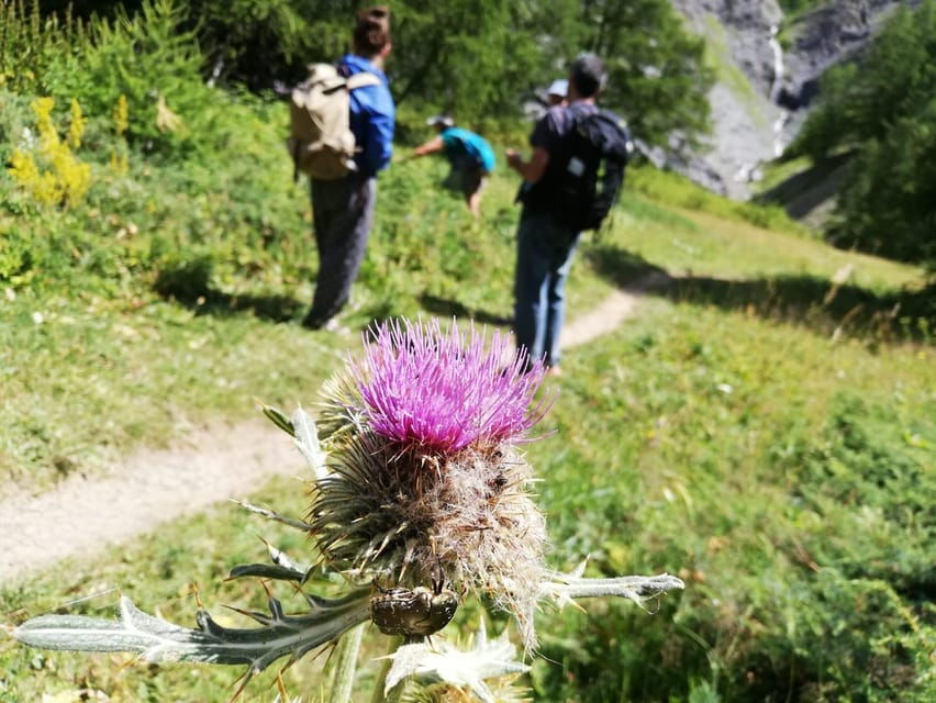 The Return of the Mythic Wolf in France by the Mercantour - Overview of the Experience