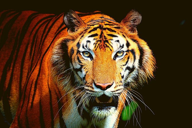 Tiger Reserves From Mumbai: a Luxury Wildlife Tour to Jim Corbett National Park