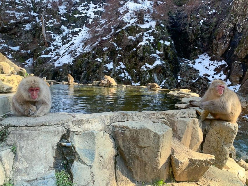 Tokyo to Nagano: Snow Monkey Park and Zenkoji Temple