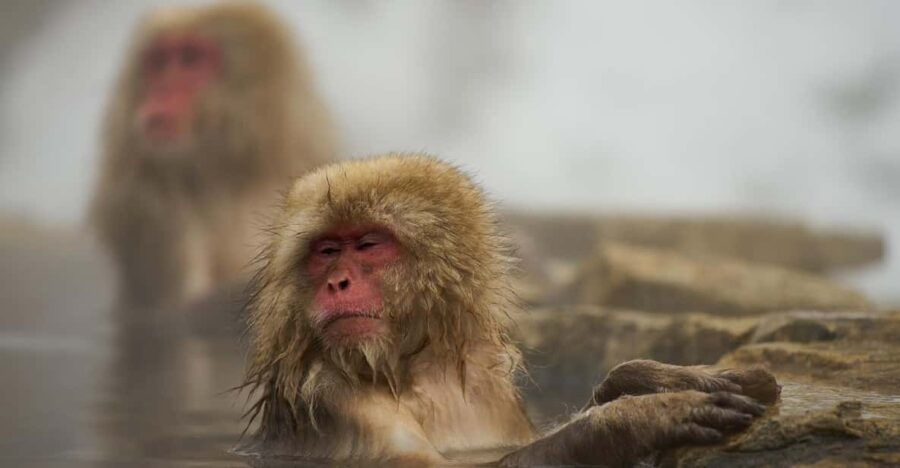 Tokyo to Nagano Snow Monkey Park & Shibu Onsen Private Tour