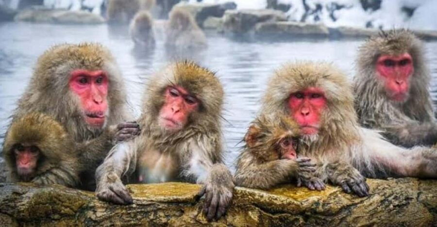 Tokyo To Nagano (Snow Monkey Zenkoji Temple Private Tour)