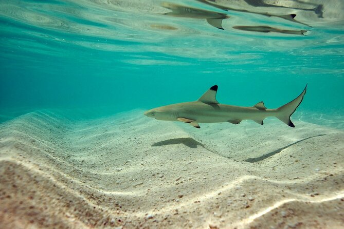Trinco Tour a - Snorkeling & Island Hopping Tour - Tour Details