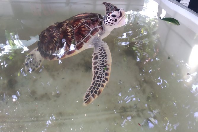 Turtle Hatching - Location Details