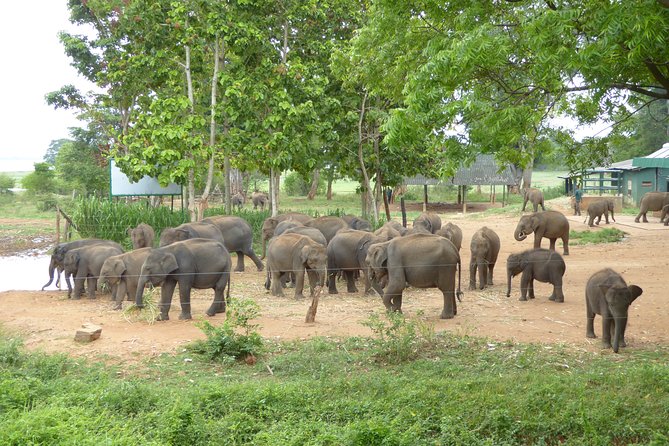 Udawalawe National Park Jeep Safari & Elephant Transit Home- One Day Trip - Itinerary Highlights