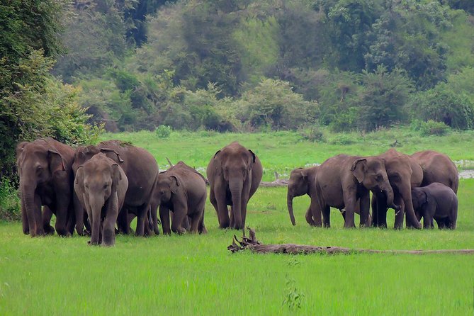 Udawalawe National Park Safari From Ahungalla - Tour Details