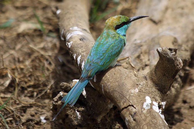 Udawalawe National Park Safari From Beruwala Hotels - Safari Itinerary
