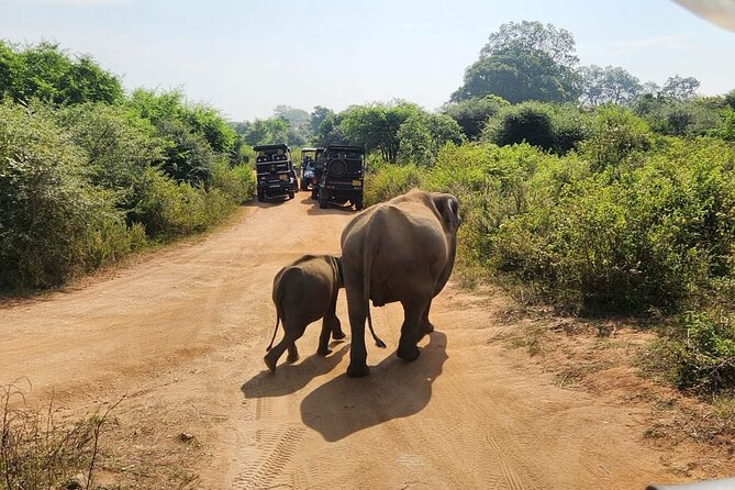 Udawalawe National Park Safari | From Hambantota Port