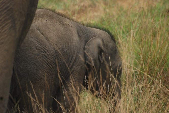 Udawalawe Safari With Elephant Transit Home