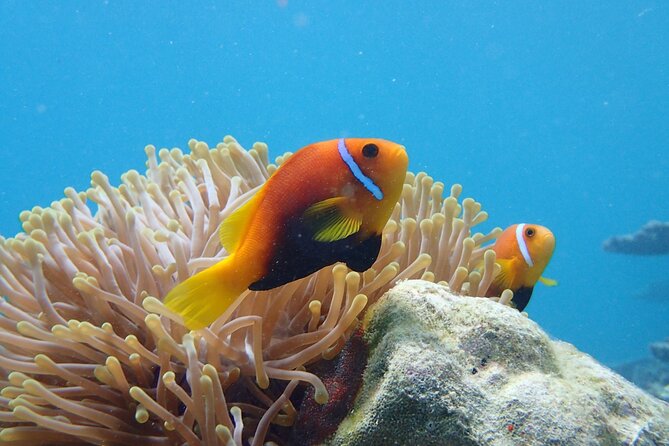 Ukulhas Tour A - 3 Points Snorkeling Tour