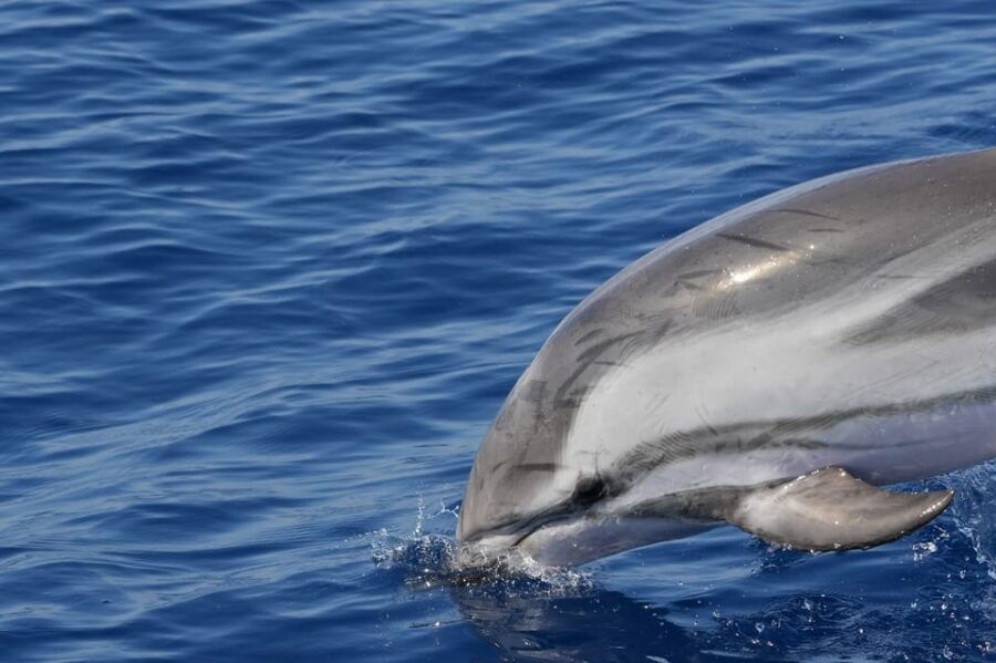 Varazze: Pelagos Sanctuary Wildlife Cruise With Guide - Overview of the Wildlife Cruise