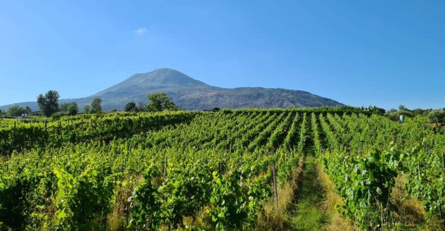 Vesuvius – Wine Tasting From Salerno | Ideal for Cruisers