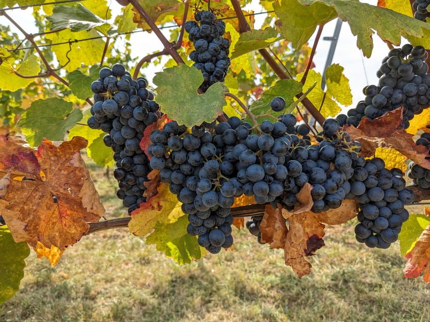 Vienna: Small-Group Wine Tasting Tour