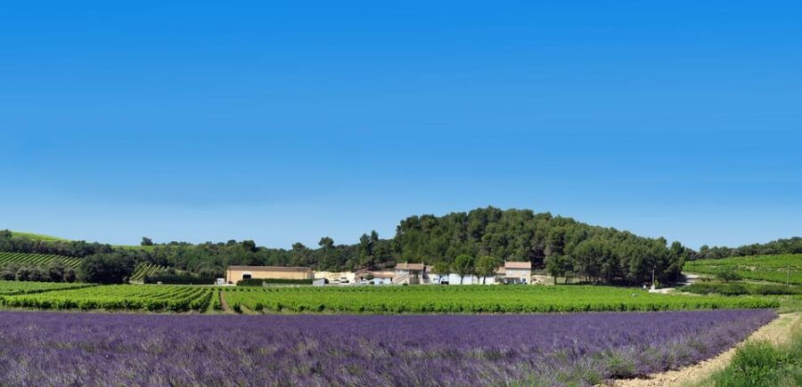 Visan: Guided Tour of the Vineyard and Tasting - Overview of the Tour
