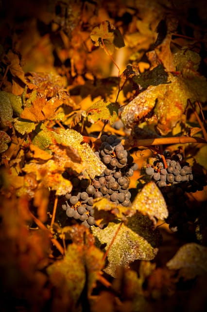 Visit to Colares Vineyards – Hélder Cunha Winemaker