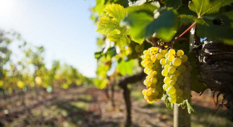 Vouvray Wine Half-Day Tour From Tours - Tour Overview
