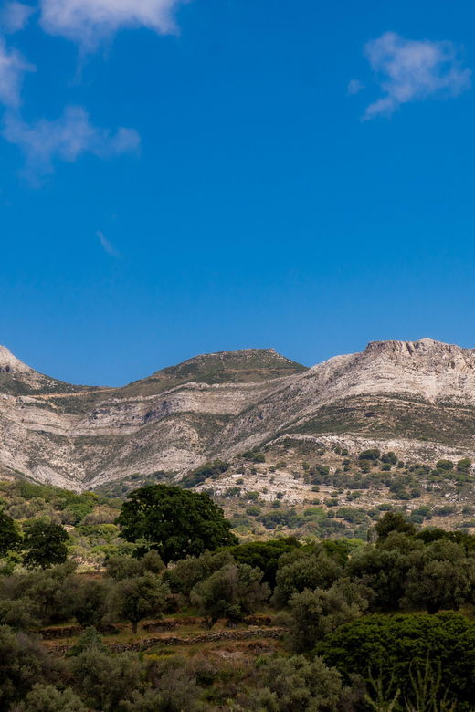 Walk Among the Olive Trees (Private Group Experience) - Experience Overview