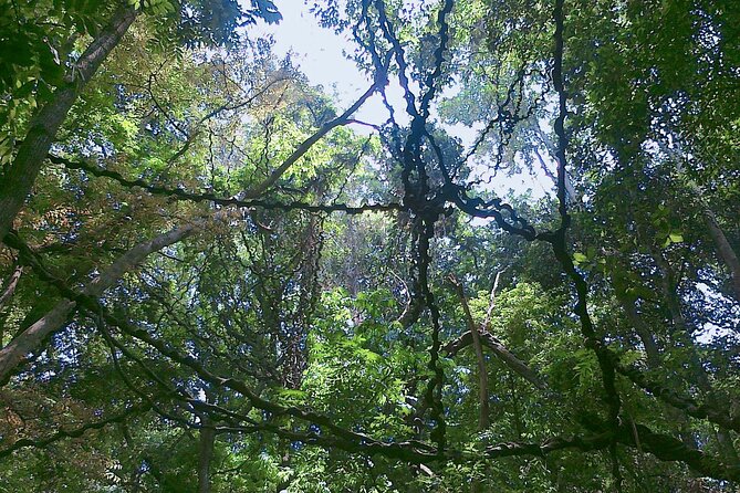 Walk Through Udawatta Kele Sanctuary With Guide - Sanctuary Overview