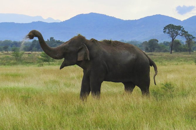 Wasgamuwa National Park Safari From Habarana