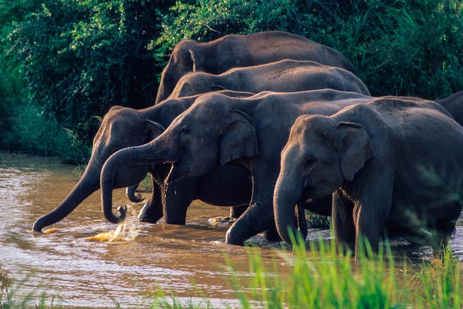 Wasgamuwa National Park Safari From Sigiriya