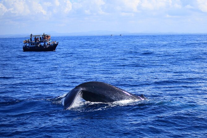 Whale and Dolphin Watching in Kalpitiya - Enjoy a Memorable Boat Trip