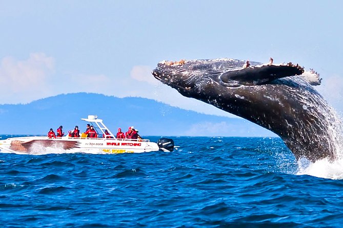 2 Best Whale Watching Experiences In Kalutara