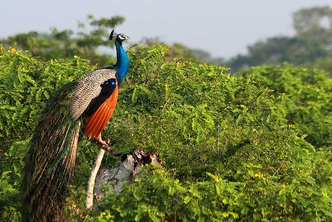 Wild-Life Tour Of Sri Lanka – 10 Days