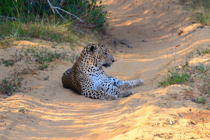 Wilpattu National Park Private Safari (All Inclusive) From Kandy - Tour Details