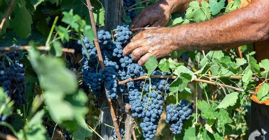 Wine Tasting in Vinery From Naples