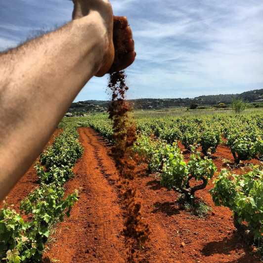 Xalo: Vineyard Tour With Wine Tasting and Snacks