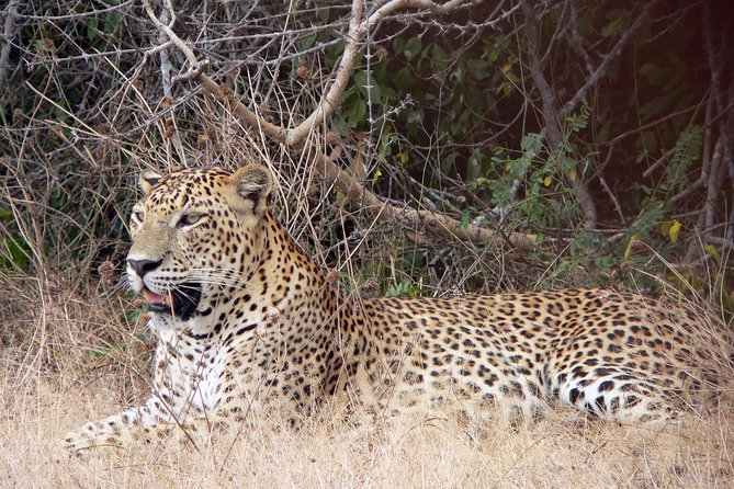 Yala National Park Safari From Ella - Safari Overview